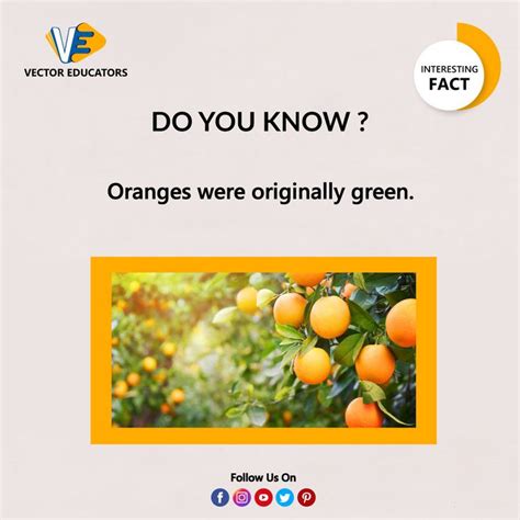 Interesting Facts Fun Facts Facts Oranges