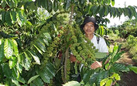 Bicara tentang kekayaan dan anugrah indonesia seakan tidak ada habisnya. Mengenal jenis-jenis kopi budidaya - DUNIA TANI