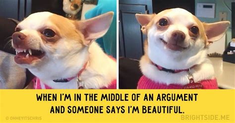 15 Dogs Whose Facial Expressions Are Downright Hilarious Dog Memes