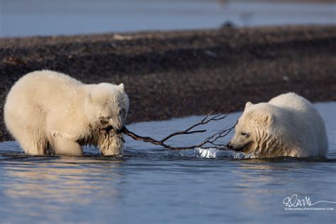 Polar Bears In Alaska Best Places To See Them