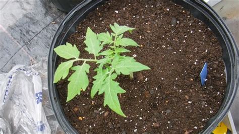 Transplanting Mr Stripey Tomato Plant For Greenhouse Growing Experiment