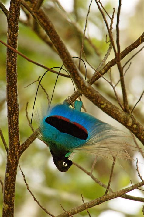 A Male Blue Bird Of Paradise Performing Photograph By Tim Laman