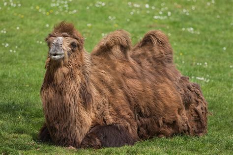 Top 148 What Animals Eat Camels