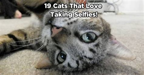 19 cats that love taking selfies