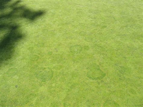 The Spring Ring Of Poa Annua Greens Turf Diseases