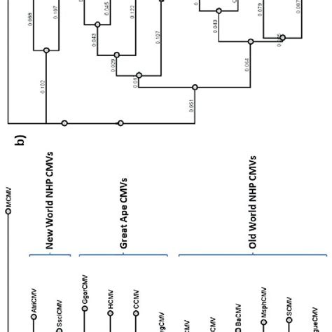 221 Phylogenetic Tree Of A Gb And B The Viral Dna Polymerase For