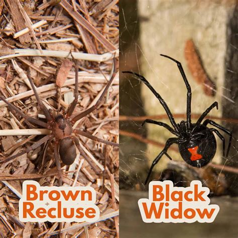 Spiders Everything You Want To Know The Pest Rx