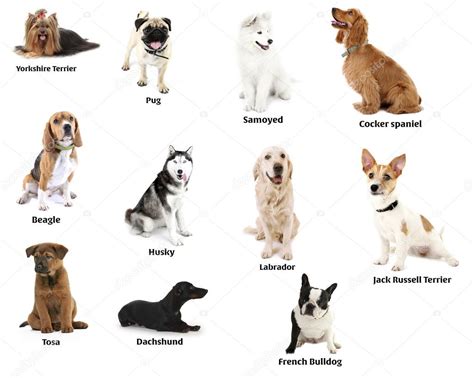 Different Breeds Of Dogs — Stock Photo © Belchonock 70860217