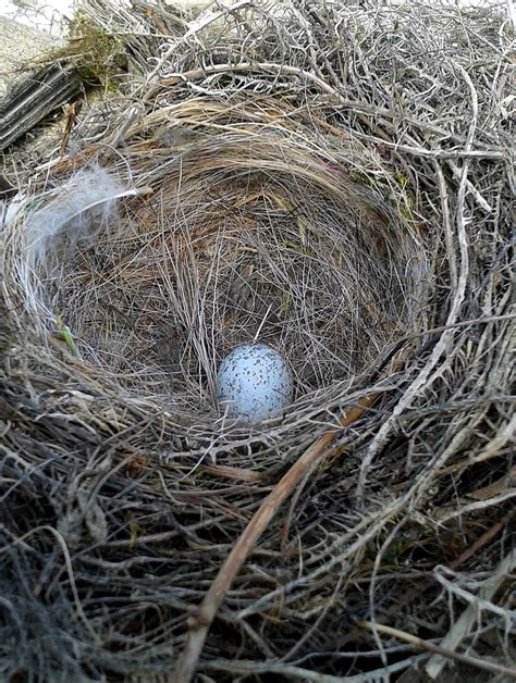 Free Photo Nature Nest Egg Birds Nest Animal Nest Building Bird