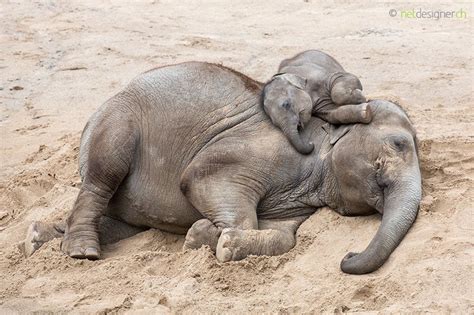 Sleeping Elephants Asian Elephant Calf Sleeping On Top Of His Mum