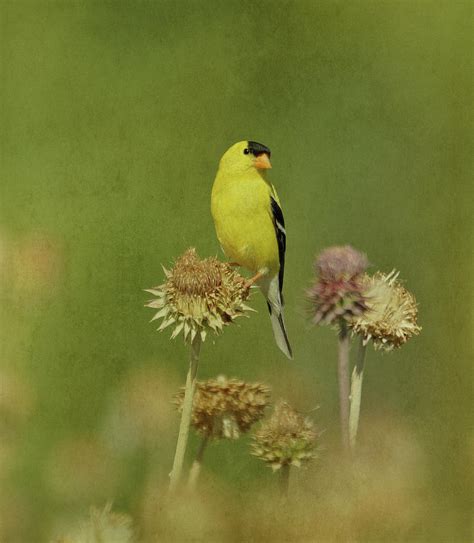 Goldfinch In Summer Photograph By Sandy Keeton Fine Art America