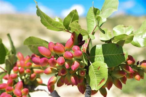 What Is A Pistachio Tree Polly Pineda