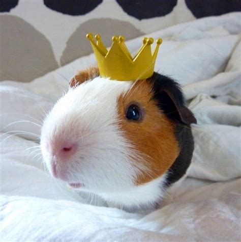 Animal Coroa Crown Fotografia Guinea Pig King Image 63116 On