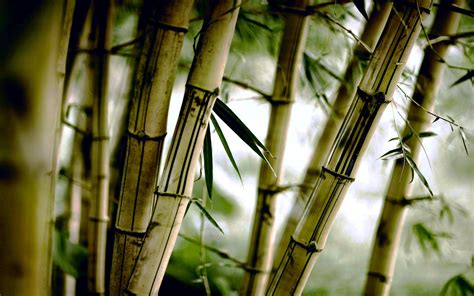 Bamboo Wallpapers Top Free Bamboo Backgrounds WallpaperAccess