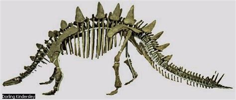 Tuojiangosaurus Devon Dink Dino Wiki Fandom Powered By Wikia
