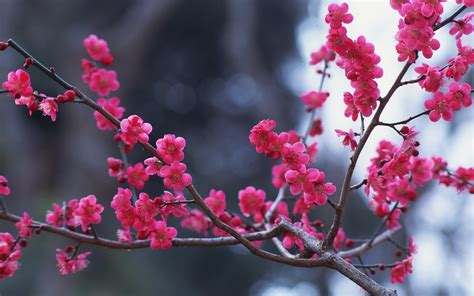 壁紙 ピンクの梅の花が咲く、小枝、春 2560x1600 Hd 無料のデスクトップの背景 画像