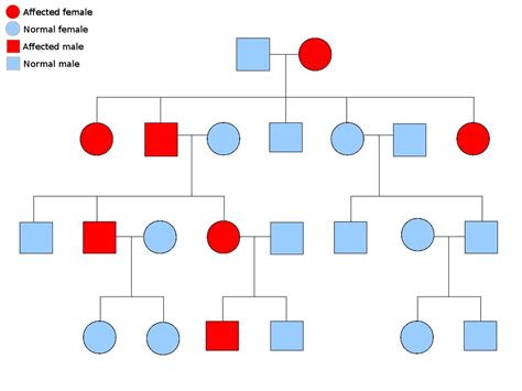 Inheritance Patterns Genetic Alliance Uk