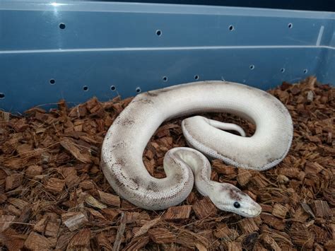 Vpi Axanthic Champagne Het Clown Ball Python By Jandks Vpi Axanthics