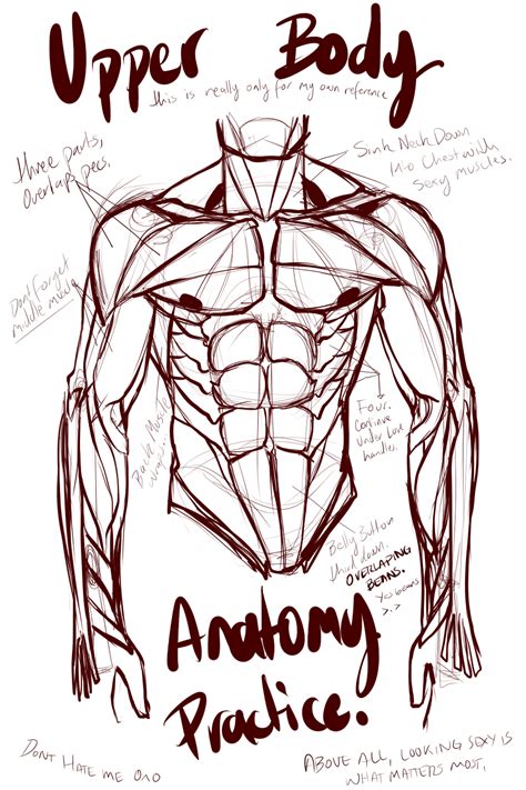 Anatomy Of Male Muscles In Upper Body Side View Drawing Stk H My XXX