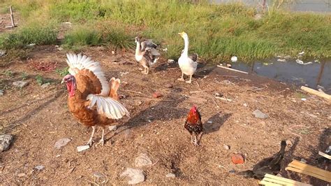 turkey goose and chicken at farm youtube