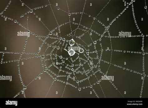 Cobweb With Morning Dew Stock Photo Alamy