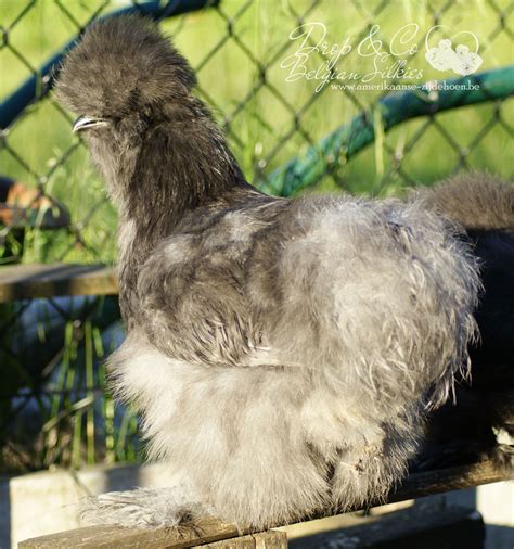 Drop And Co Belgian Silkies Em 2023 Pássaros Aves