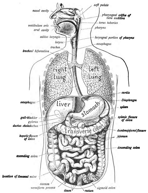 The organs of the digestive system work together so that complex biomolecules in food are broken down into their simple monomers and absorbed by the body. Human digestive system - Wikiwand