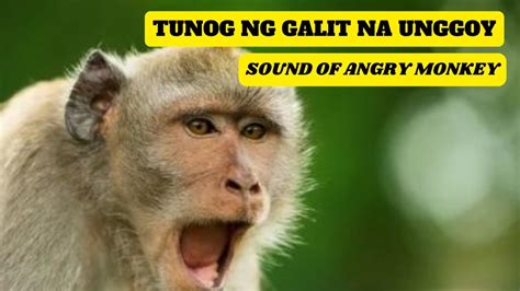 Tunog Ng Galit Na Unggoy Sound Of Angry Monkey Youtube