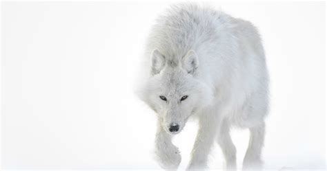 White Wolf Arctique Photographer Captures Beautiful Imagery Of
