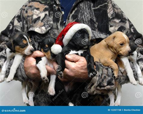Adorable Hunting Dog For Christmas Stock Photo Image Of Pedigree