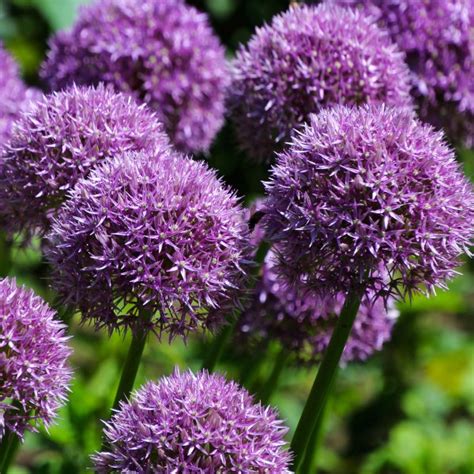 Allium Hollandicum Purple Sensation