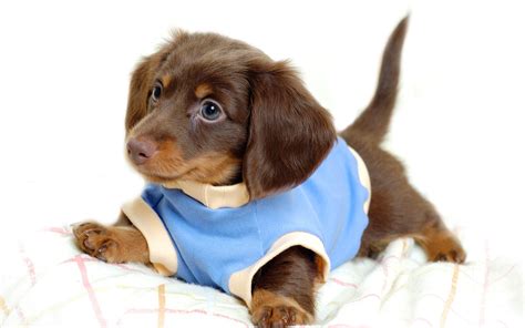 10 top and newest puppy wallpapers free download for desktop computer with full hd 1080p (1920 × 1080) free download. Free Download Cute Puppy Wallpapers | PixelsTalk.Net