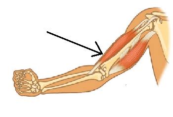 Flashcards - Muscular System Flashcards | Study.com
