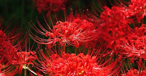 Red Spider Lilies Are A Late Summer Treat