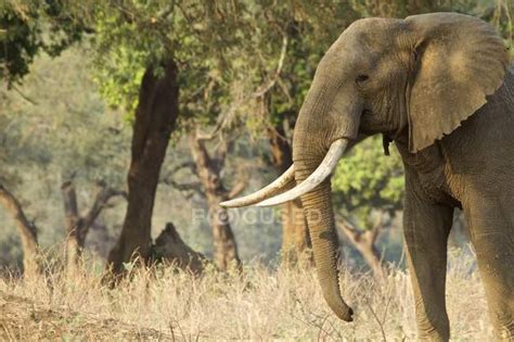 African Elephant Or Loxodonta Africana Walking At Dawn Mana Pools