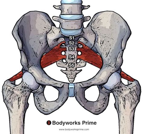 Piriformis Muscle Origin And Insertion