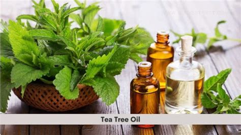 Tea Tree Oil Health Benefits Uses Dosage And Side Effects