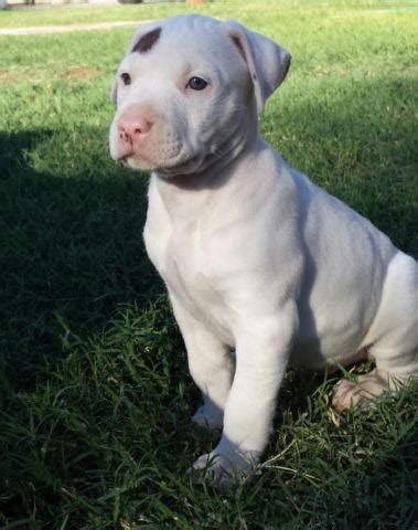 Blue nose pit bull dog outside. White Pitbull puppy's for Sale in Phoenix, Arizona Classified | AmericanListed.com