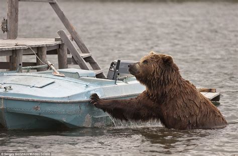 Hi there, after a lake swim where he inhaled some water, he's been caughing severely and ending the caughs with a white foam. Huge grizzly bear swims across a lake looking for food ...