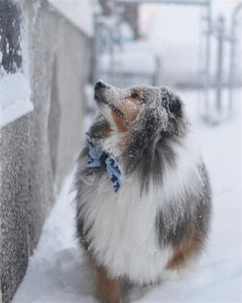 ~ Shelties Love Snow ~ Cute Puppies Dogs And Puppies Cute Dogs