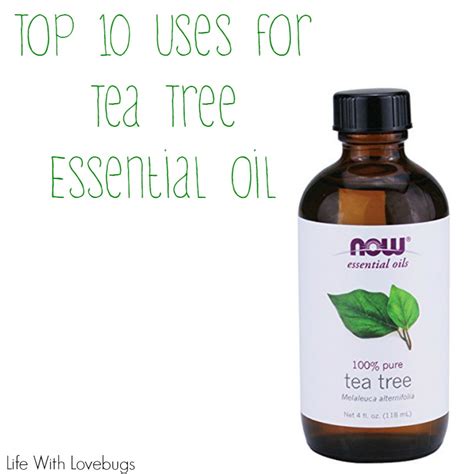 One of the most common uses for tea tree oil today is in skin care products, as it's considered one of the most effective home remedies for acne. Top 10 Uses for Melaleuca (Tea Tree) Essential Oil - Life ...