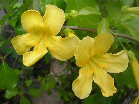 Five Facts Cats Claw Vine In Florida Research News