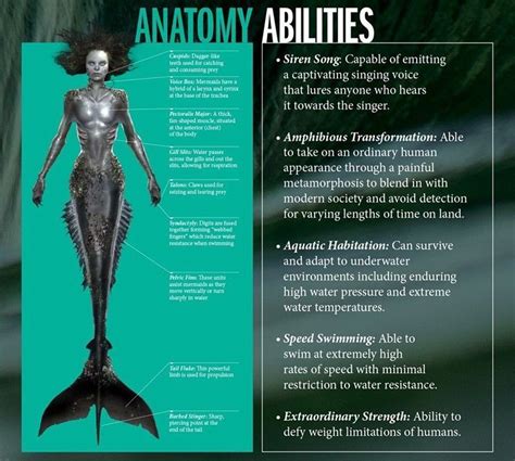 The Anatomy Of A Siren Mermaid Anatomy Mermaid Siren Mermaid