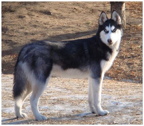 Siberian Husky Dog Training And Caring Dog Training