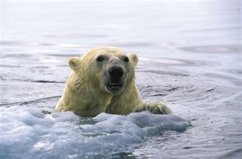 Polar Bears Swim Hundreds Of Miles In One Go Live Science