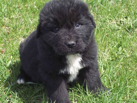 Breed Of The Month Newfoundland Dog Bring Your Pet To