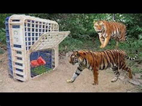 Big Tiger Trap YouTube
