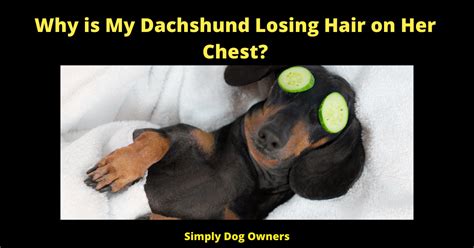 Why Is My Dachshund Losing Hair On Her Chest Simplydogowners