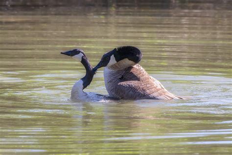 love bites canada geese mating behavior photograph by susan rissi tregoning fine art america