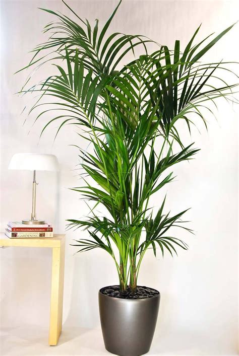Kentia Palm Medium Large Indoor Plants Kentia Palm Tall Indoor Plants